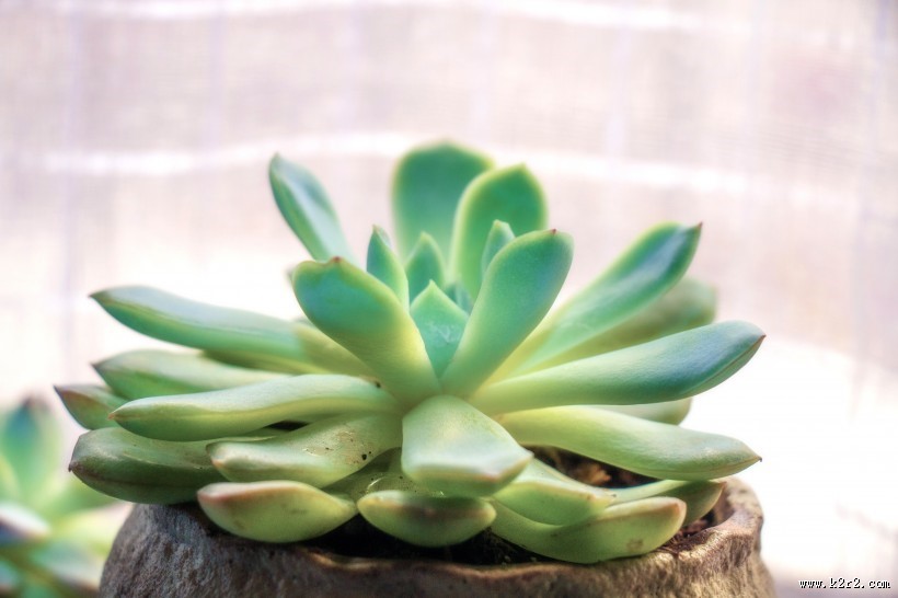 可爱漂亮的多肉植物盆栽图片