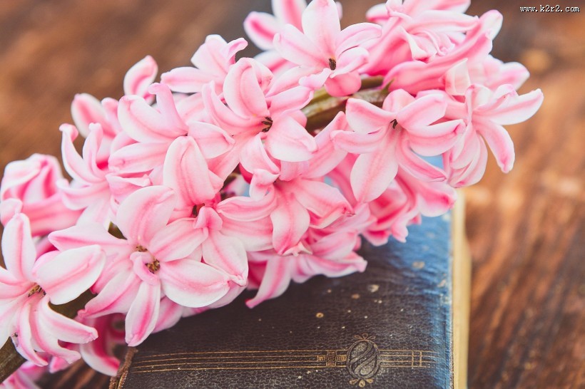 唯美粉色风信子摄影图片