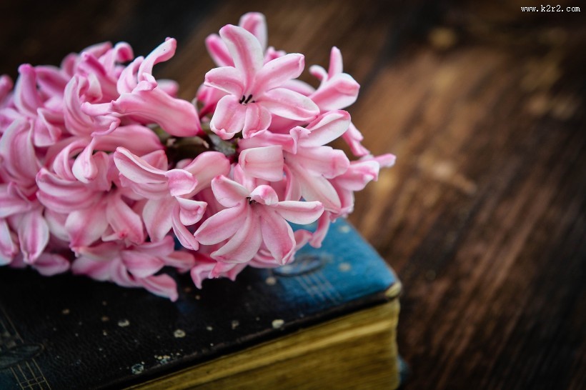 唯美粉色风信子摄影图片