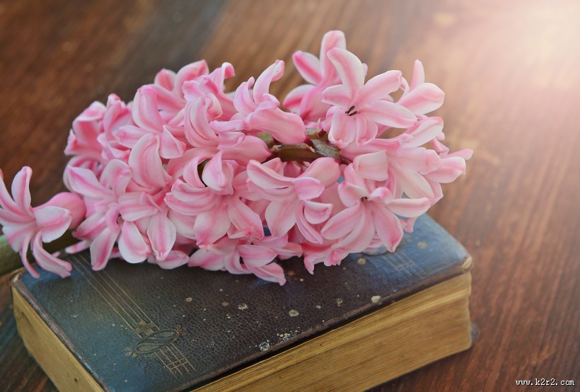 唯美粉色风信子摄影图片