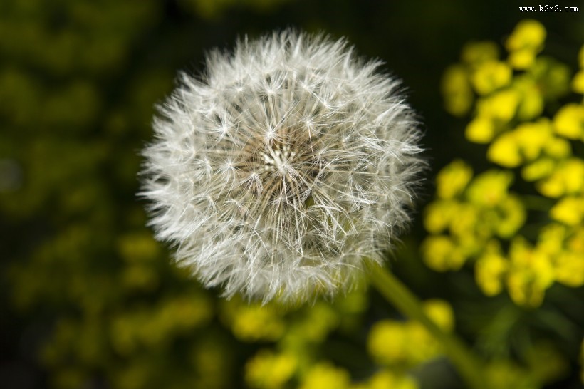 蒲公英高清图片大全