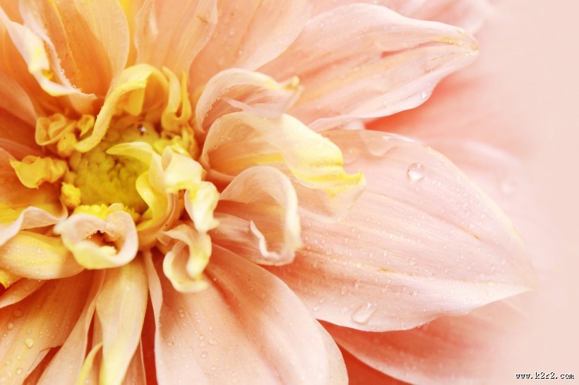 温暖的大丽花图片