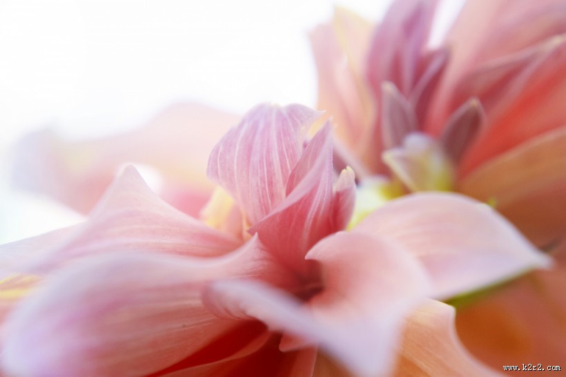 温暖的大丽花图片