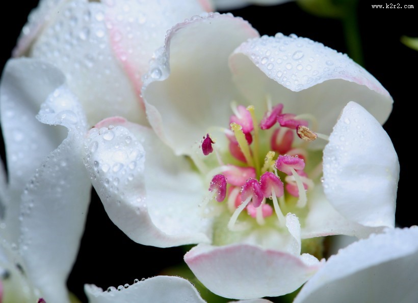 漂亮的鲜花花蕊图片