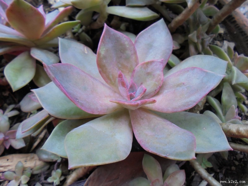 萌萌的多肉植物图片