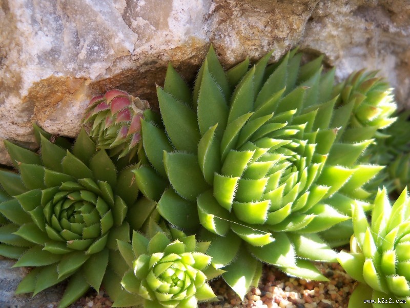 萌萌的多肉植物图片