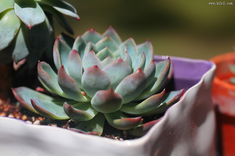 萌萌的多肉植物图片