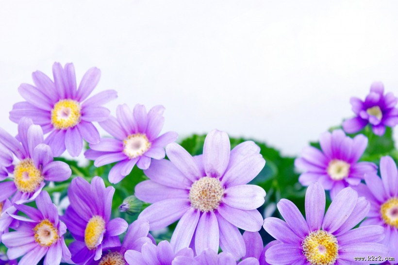 各种颜色的雏菊图片