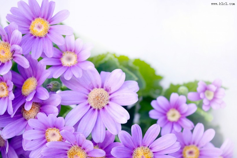 各种颜色的雏菊图片