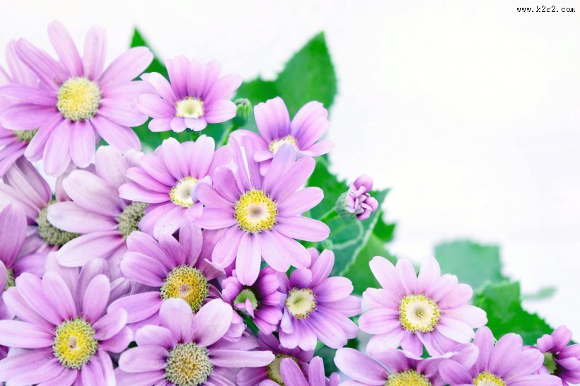 各种颜色的雏菊图片