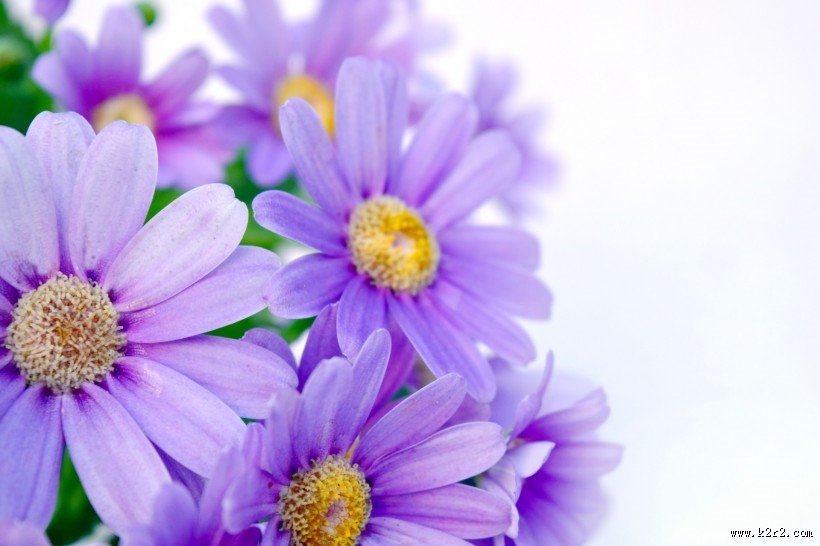 各种颜色的雏菊图片