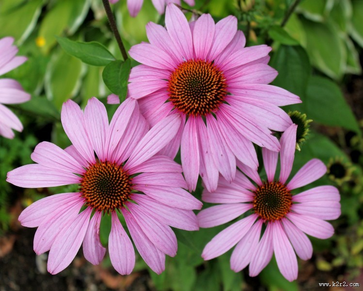 各种颜色的雏菊图片