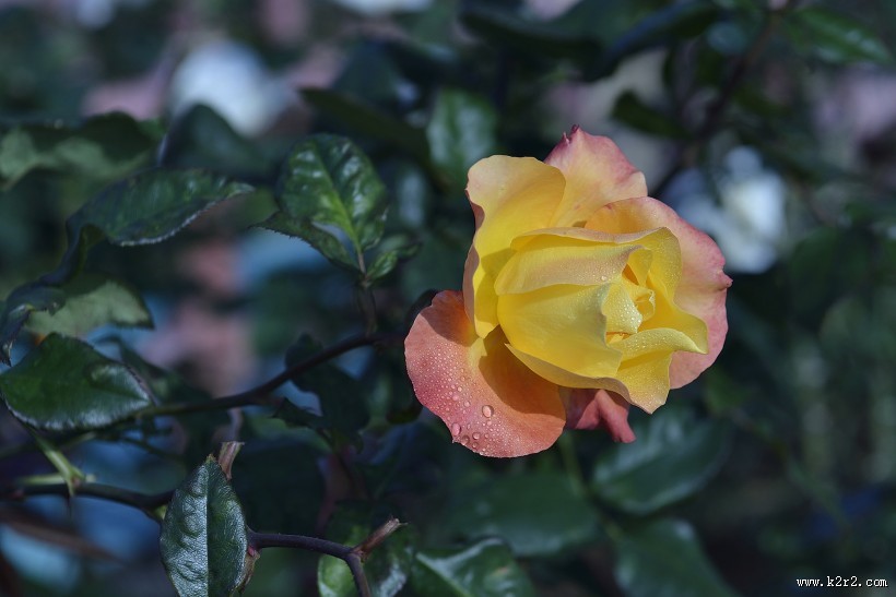 娇艳的玫瑰花图片