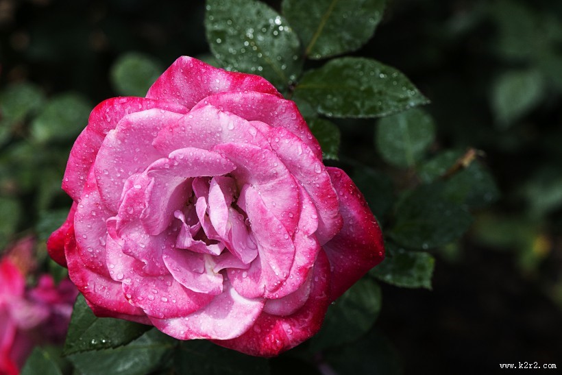 娇艳的玫瑰花图片