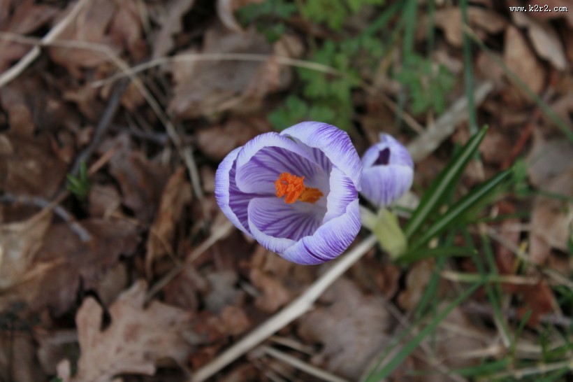 紫色番红花图片