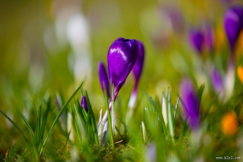 紫色番红花图片