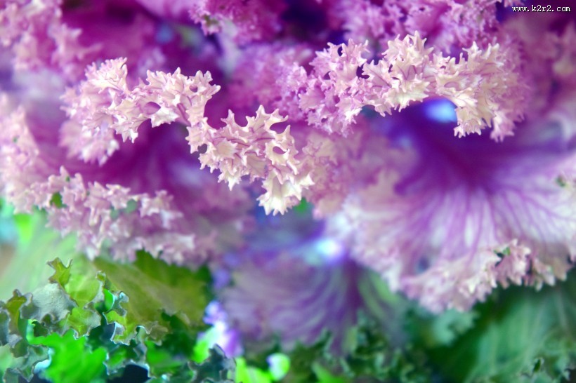 唯美羽衣甘蓝图片