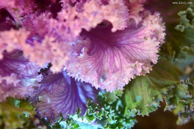 唯美羽衣甘蓝图片