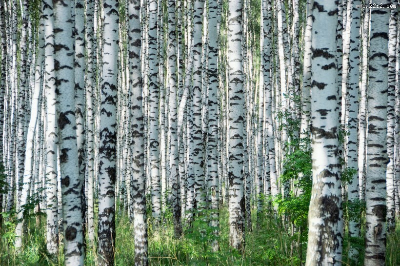 林间生机勃勃的树木图片