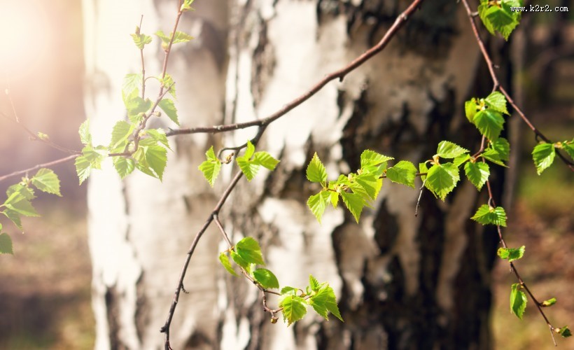 林间生机勃勃的树木图片
