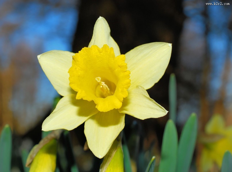 喇叭水仙图片