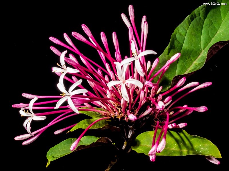 红色的金银花图片