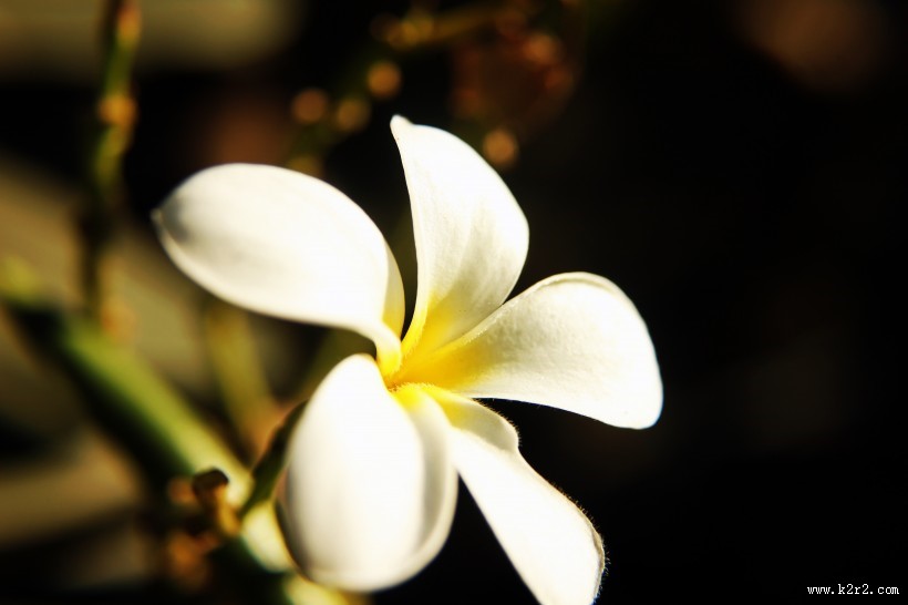 美丽的素馨花图片大全