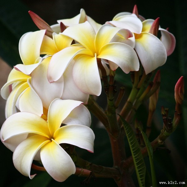 美丽的素馨花图片大全