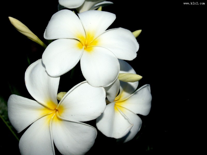 美丽的素馨花图片大全