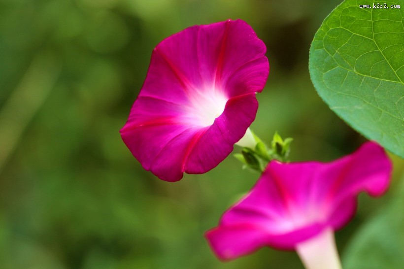 五彩斑斓牵牛花图片