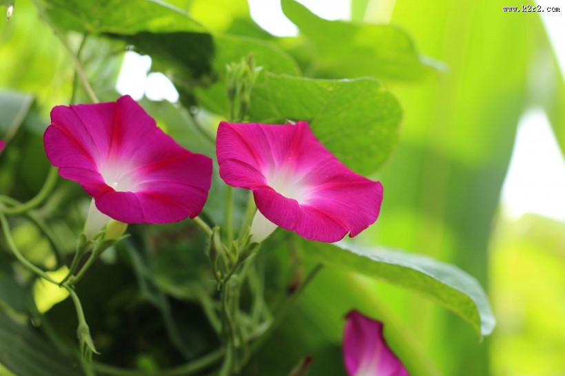 五彩斑斓牵牛花图片