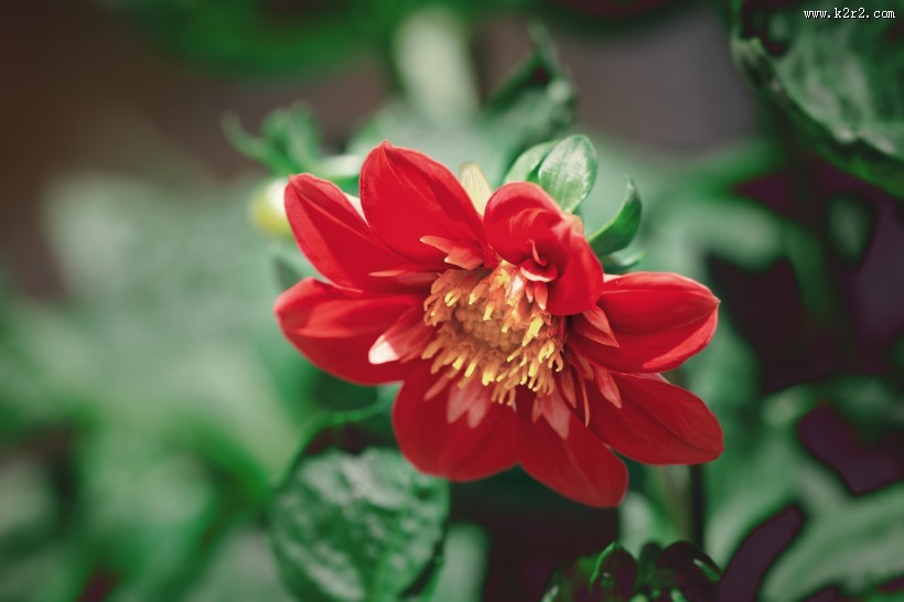 观赏植物之百日菊图片