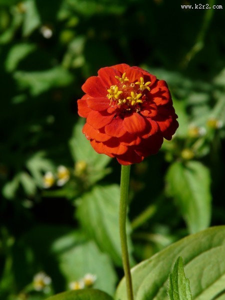 观赏植物之百日菊图片