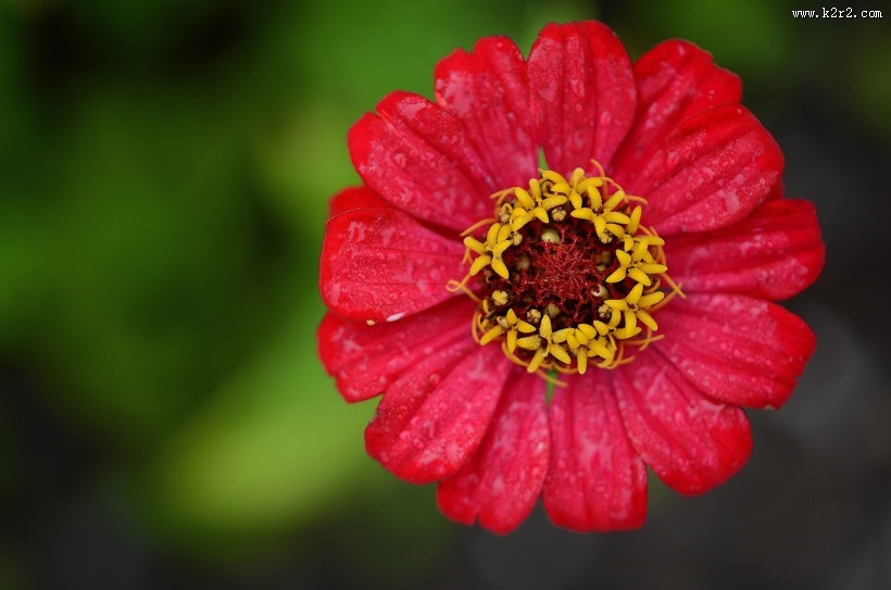 观赏植物之百日菊图片