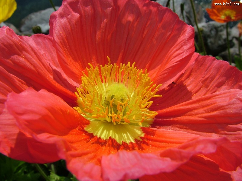 绚烂华美的罂粟图片大全