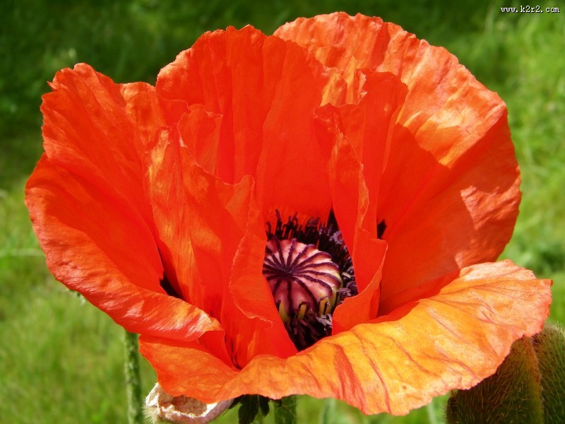 绚烂华美的罂粟图片大全