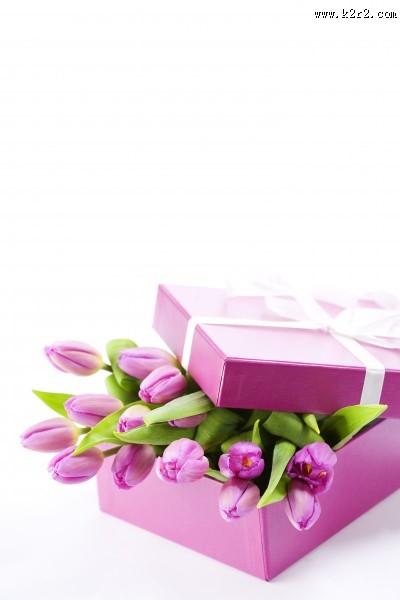 漂亮的郁金香图片