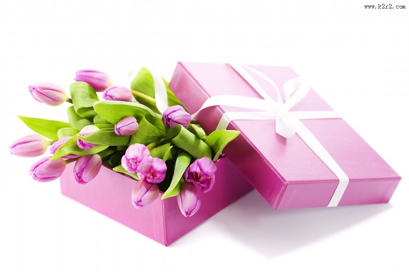 漂亮的郁金香图片