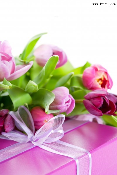 漂亮的郁金香图片