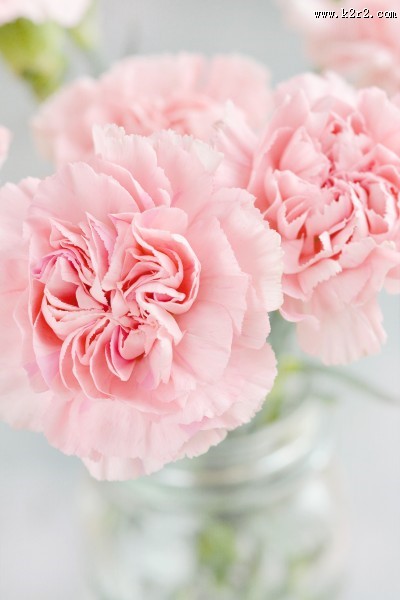 温馨的康乃馨图片