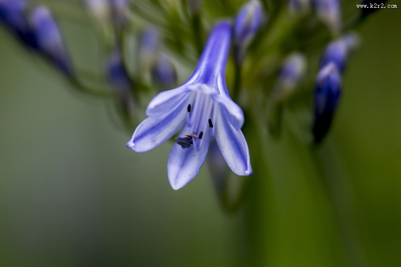 浪漫色彩的爱情花之百子莲图片