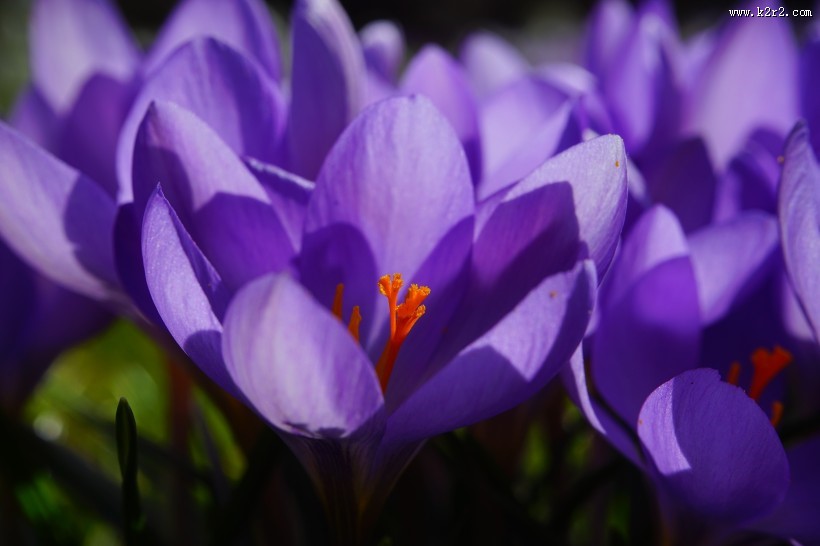 药用花卉番红花图片