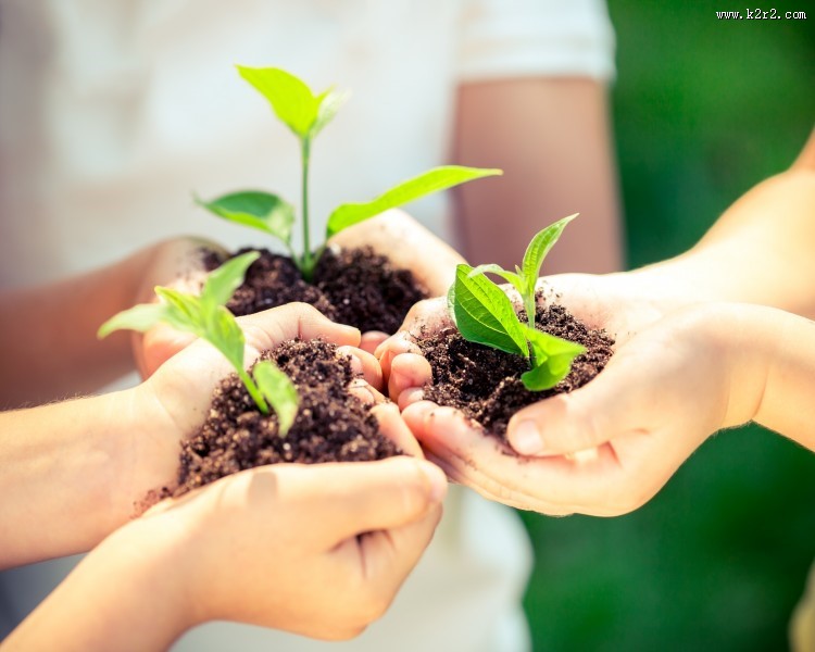清新绿色植物图片大全