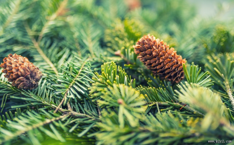 松树的果实松子图片