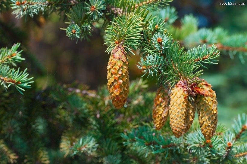 松树的果实松子图片