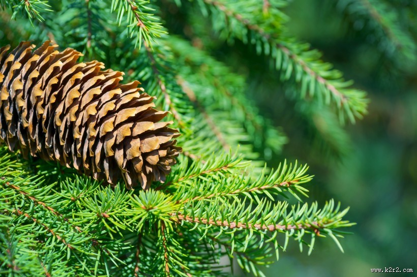 松树的果实松子图片