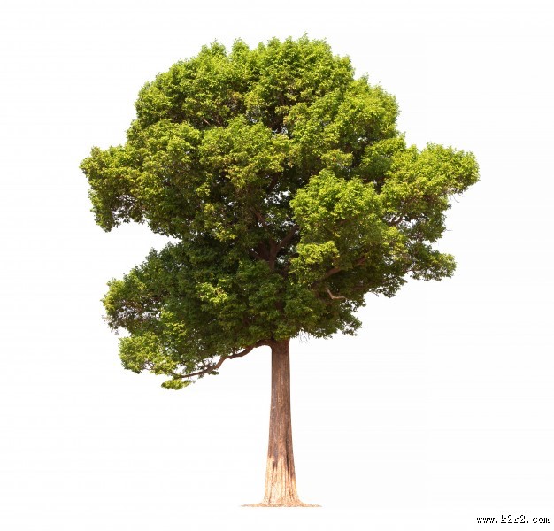 树木植物图片大全