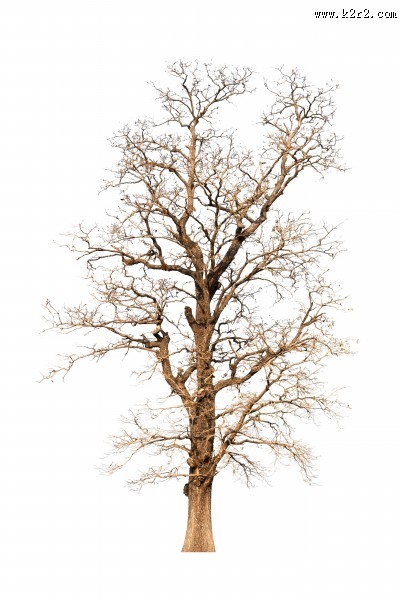 树木植物图片大全