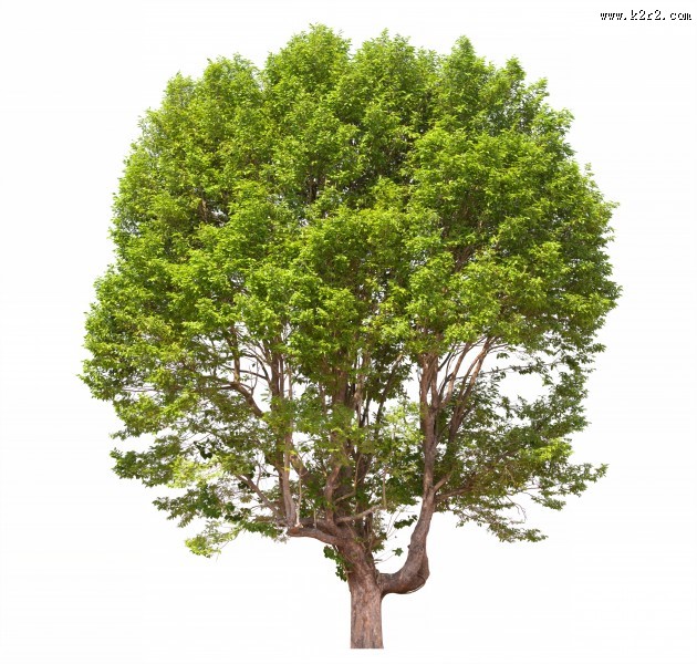 树木植物图片大全