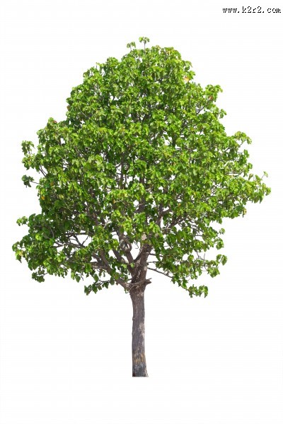 树木植物图片大全